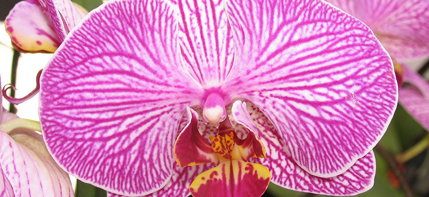 orchid-phalaenopsis-purple-flower