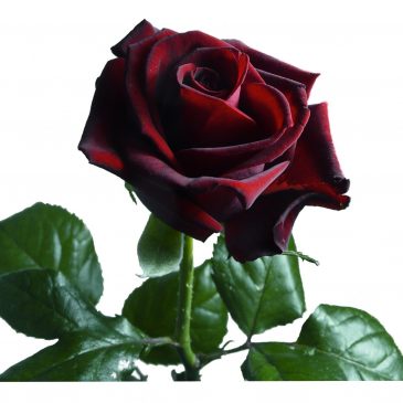 5 zanimljivosti o ružama koje niste znali