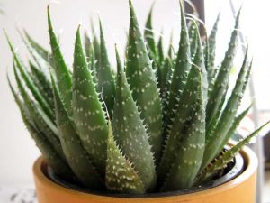 Biljka Aloe Vera