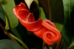 Anturijum - Flamingov cvet