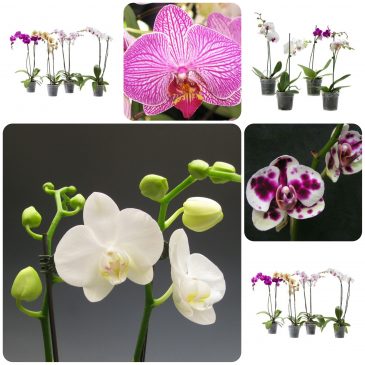 Održavanje orhideja – Phalaenopsis